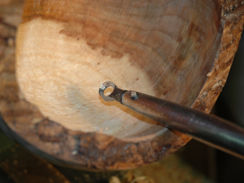 Close Up of Termite